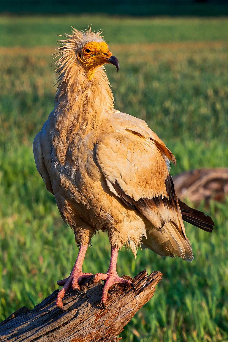 Egyptian vultures can be found at the Nawabganj Bird Sanctuary - Shutterstock