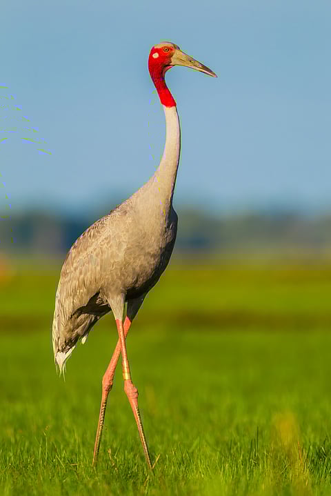 The sarus crane is the state bird of Uttar Pradesh