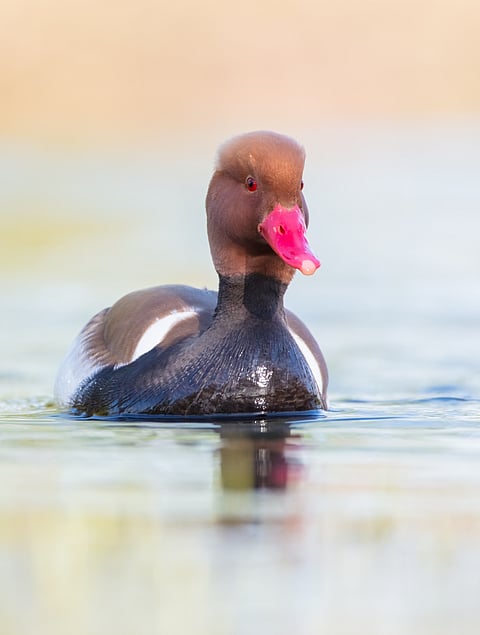 A red-crested pochard