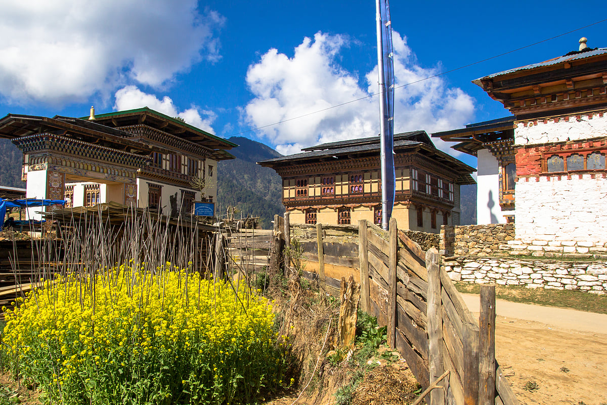 In Gangtey Village, vibrant mustard plants with yellow flowers brighten the landscape