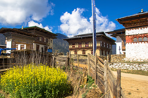 In Gangtey Village, vibrant mustard plants with yellow flowers brighten the landscape