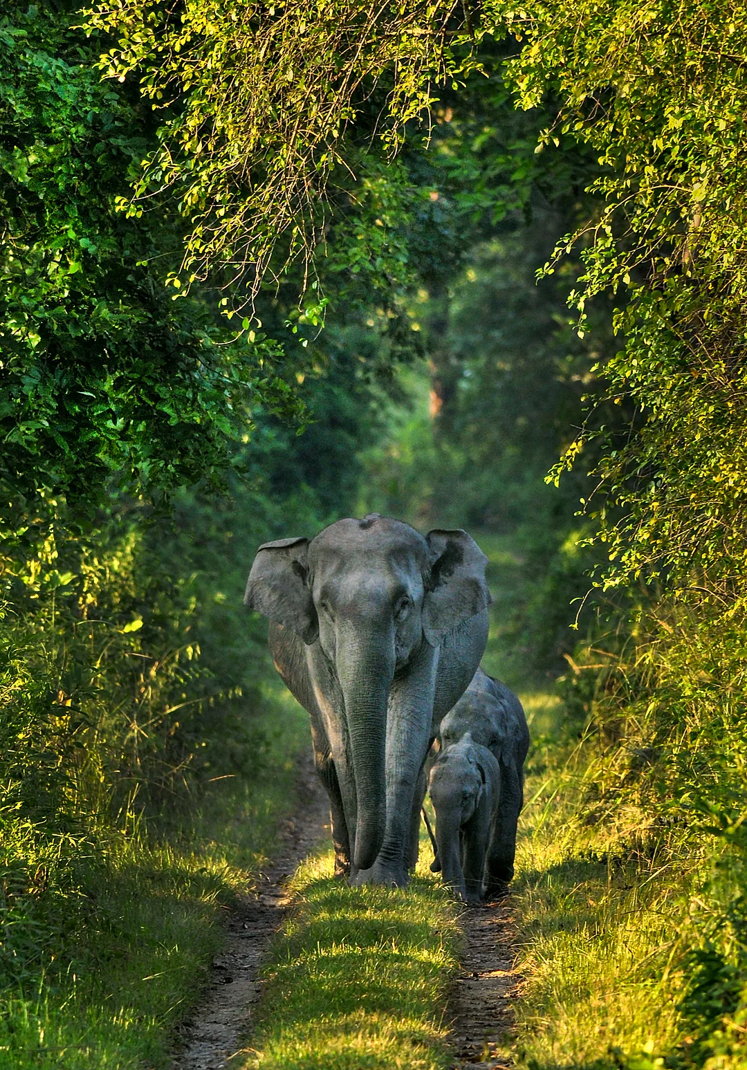 An elephant family at Orang National Park