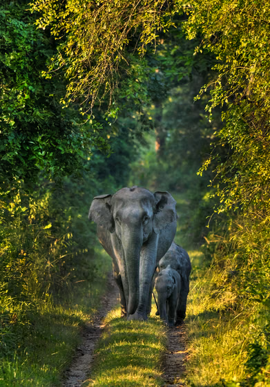 Shutterstock : An elephant family at Orang National Park