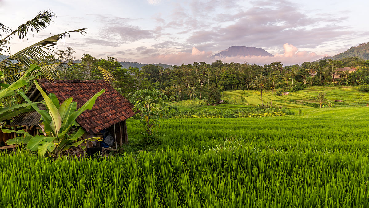 A view of rice fields and mountains in Sidemen