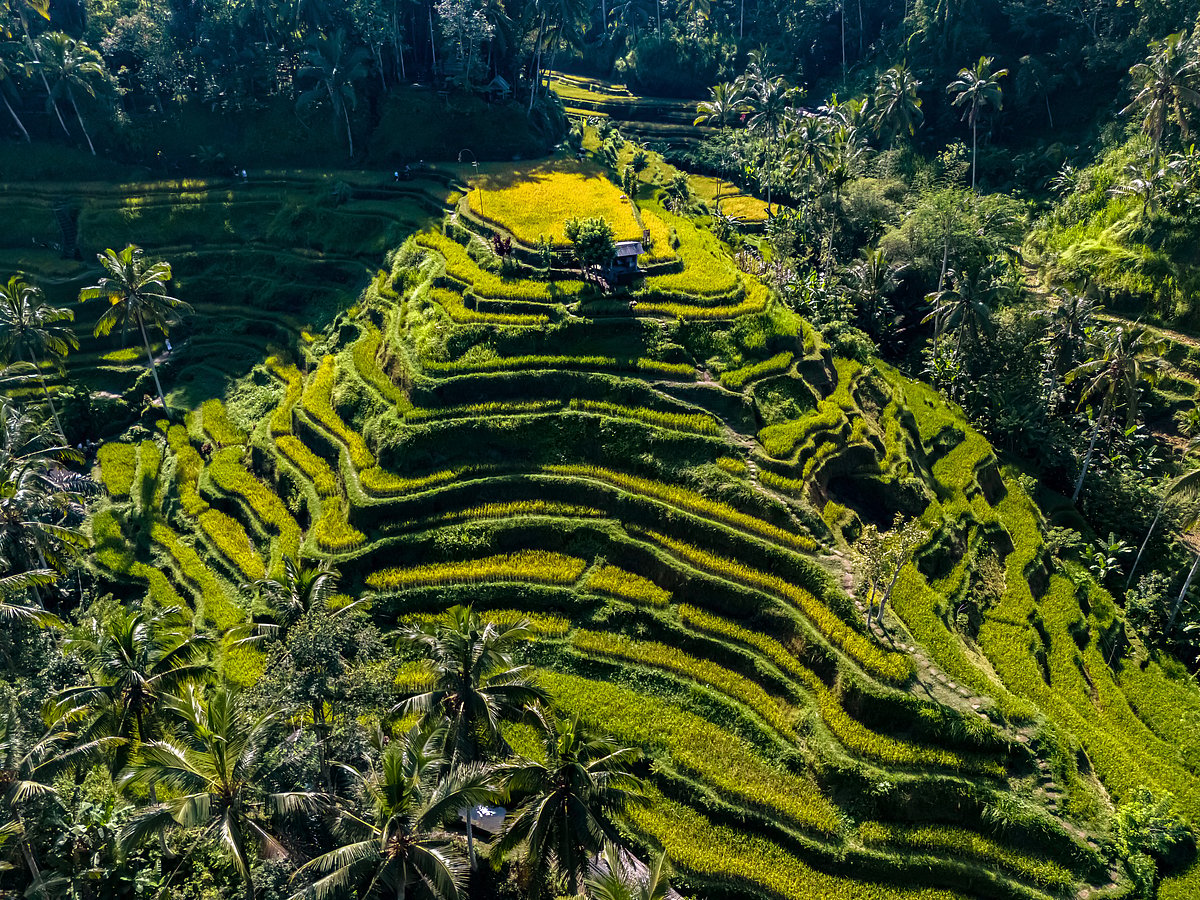 The descending layers of Tegallalangs rice terraces