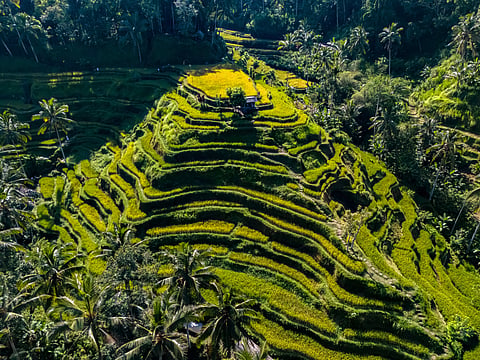 The descending layers of Tegallalang's rice terraces