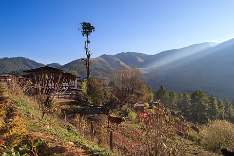 Morning in Gangtey Village is pure serenity. The air is crisp and fresh, carrying the soft sounds of a cow grazing nearby