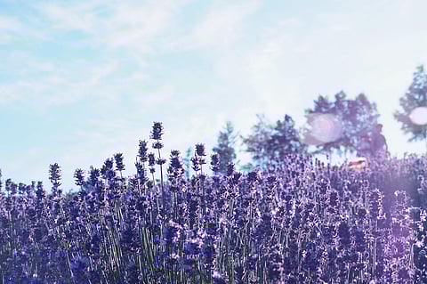 Lavender farms in Hokkaido