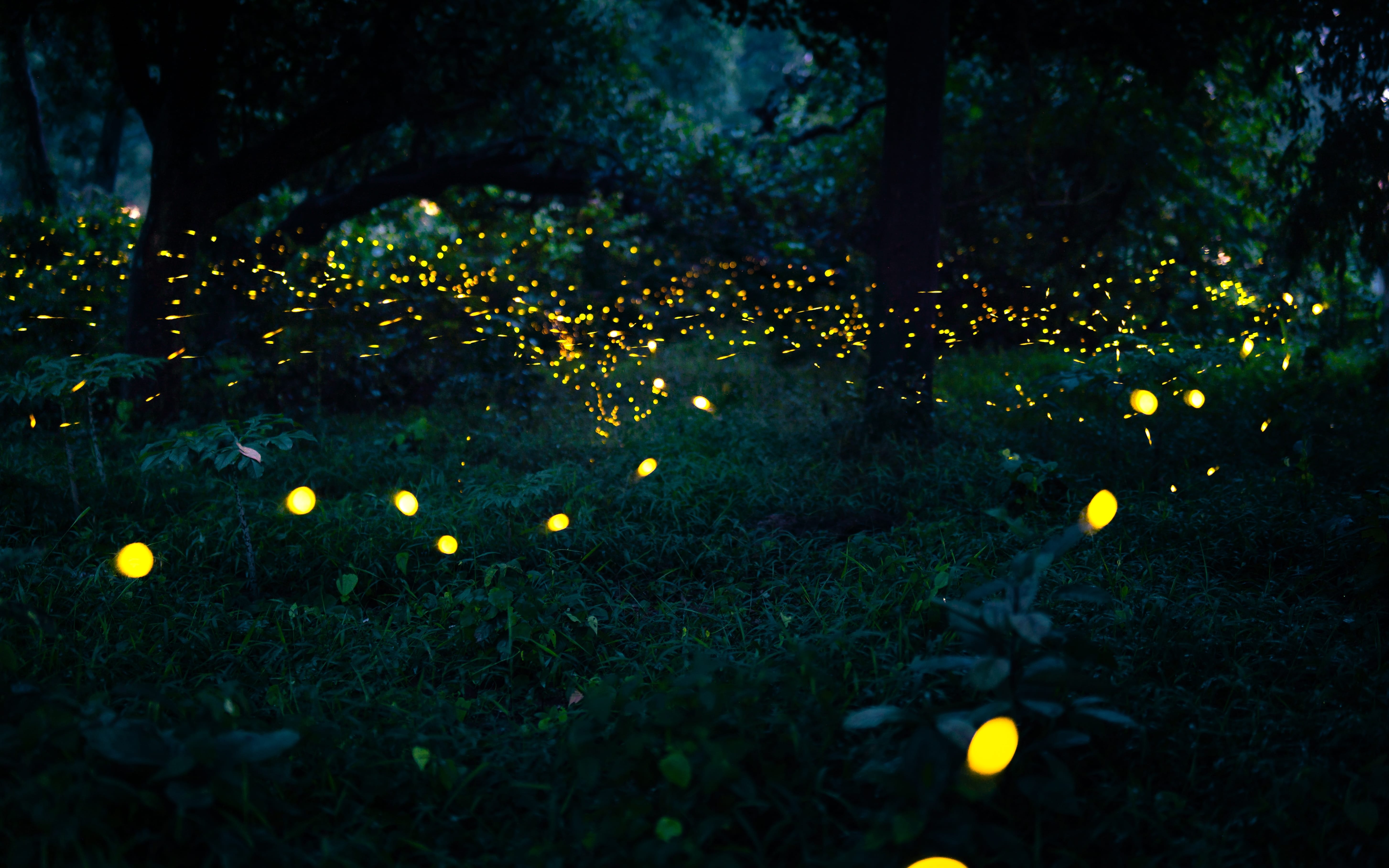 Witness the mesmerising dance of fireflies at Taro Village in Bali