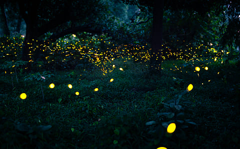Witness the mesmerising dance of fireflies as the moon rises at Taro Village
