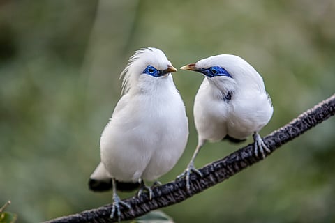 The Bali myna is an iconic island bird