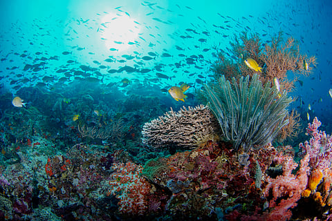 The coral reefs of Menjangan Island
