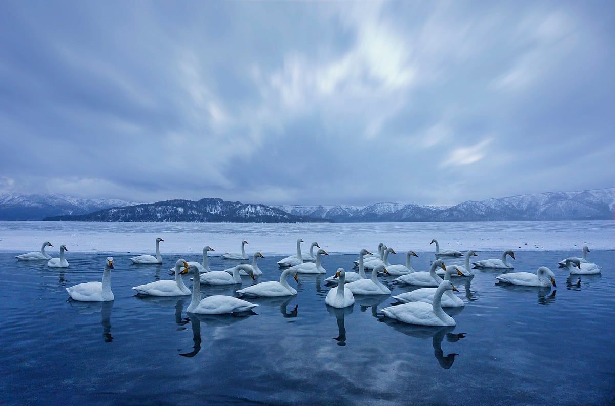 Swans at a Hokkaido hotspring