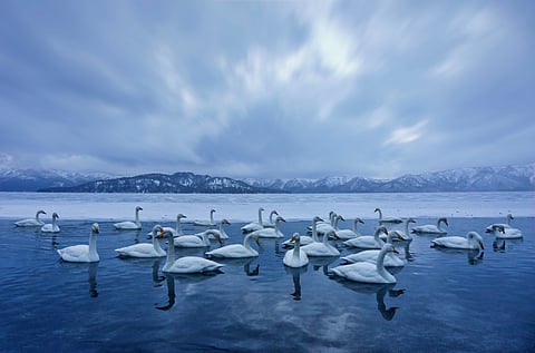 Swans at a Hokkaido hotspring