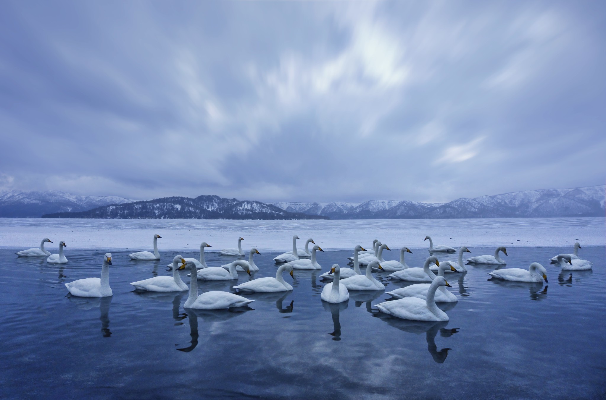 Swans at a Hokkaido hotspring