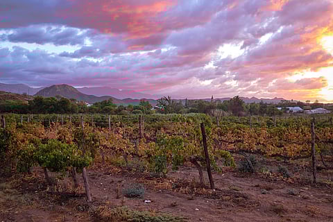 A vineyard in Calitzdorp at sunset