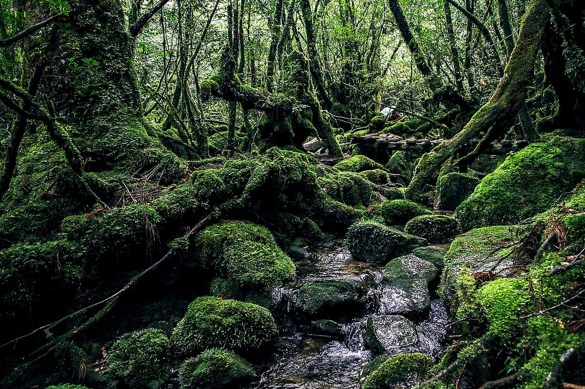 Rainforests of Yakushima