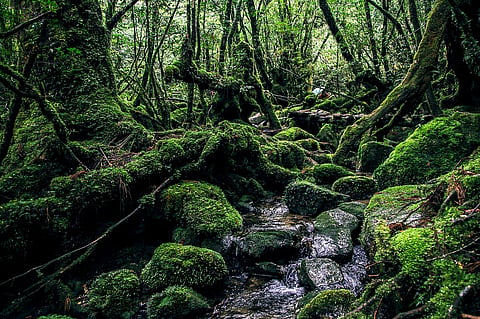 Rainforests of Yakushima