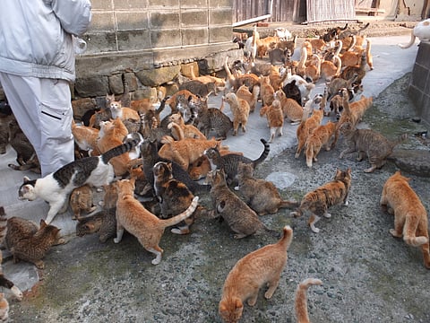 Cats in Aoshima Island