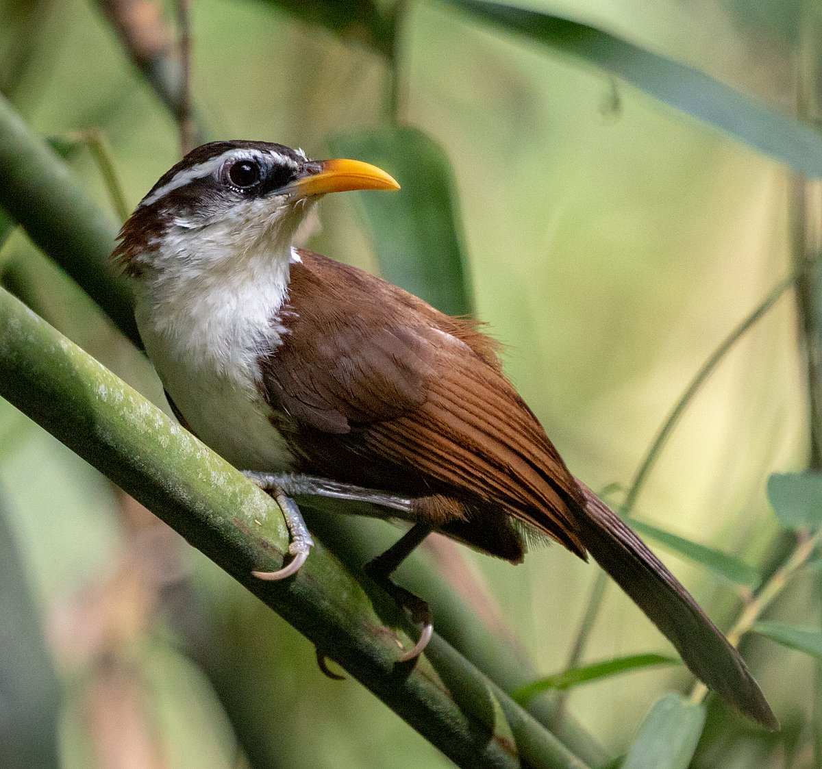 Srilankan Scimitar Babbler