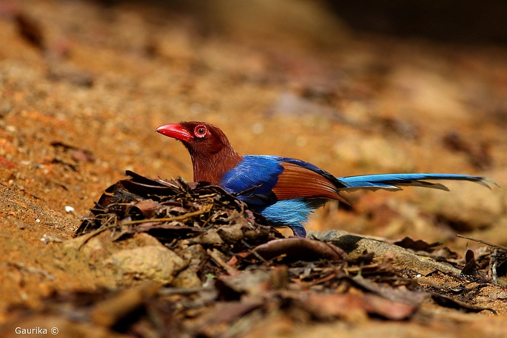 Gaurika Wijeratne : Sri Lanka Blue Magpie