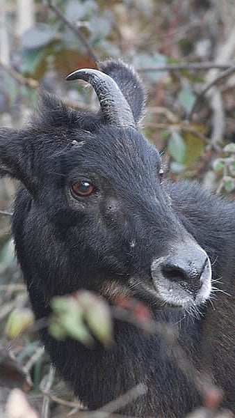 A Himalayan serow