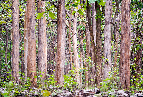 The Kottachedu teak forest is a haven for photographers and people who want to get lost in nature