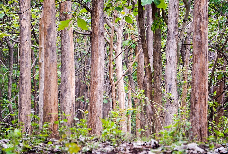 The Kottachedu teak forest is a haven for photographers and people who want to get lost in nature