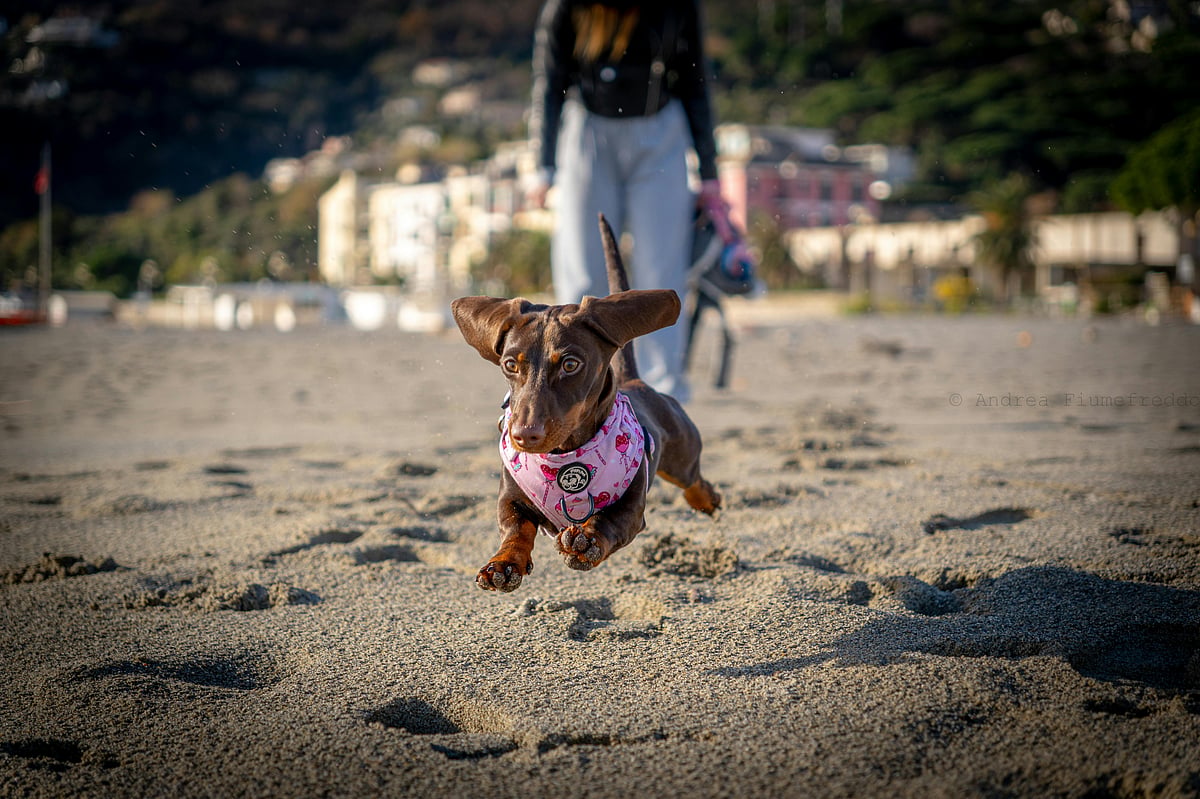 A dog runs at a beach