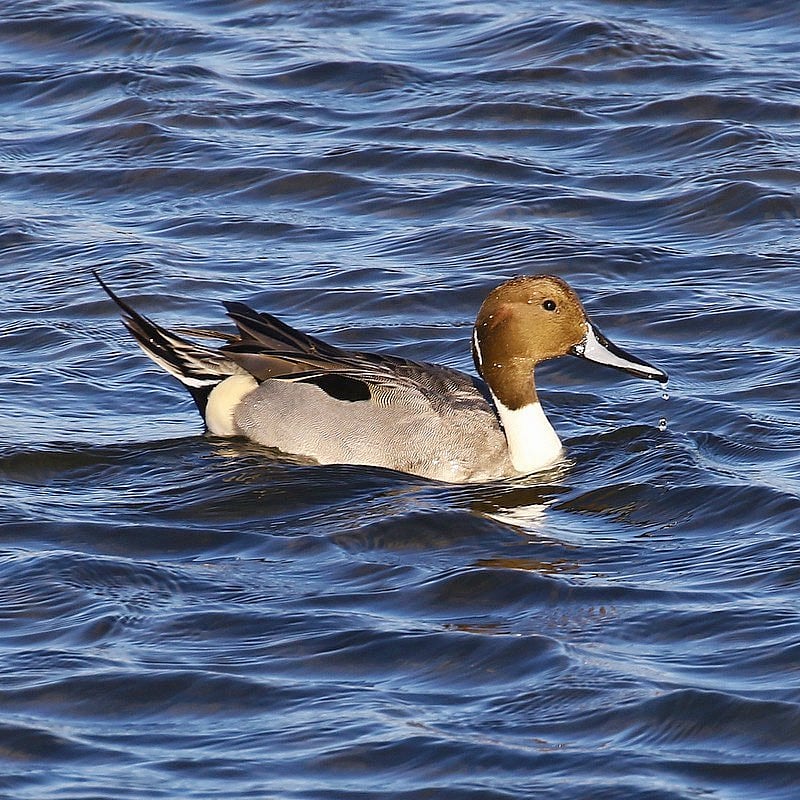 At Bolsa Chica Ecological Reserve