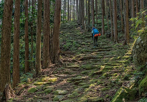 The trail of Kumano Kodo