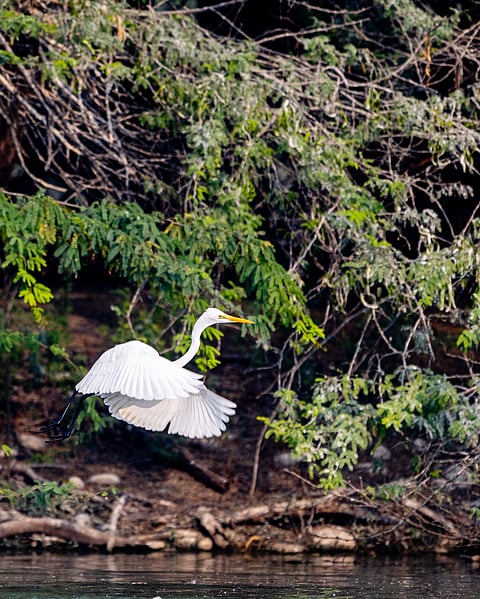 An egret flies in Sultanpur National Park