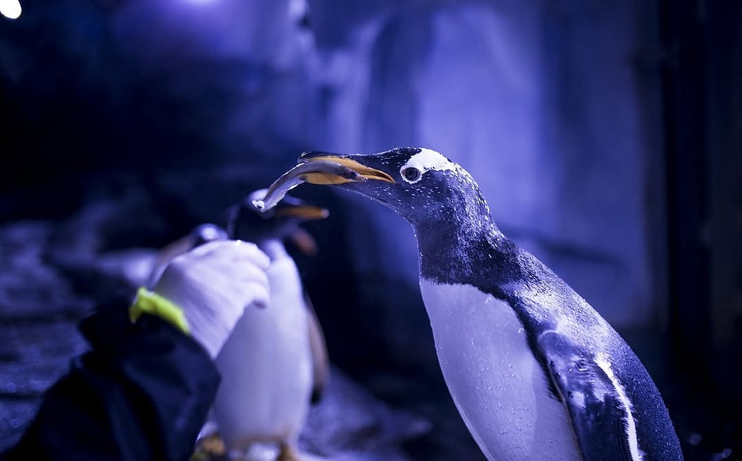 A gentoo penguin being fed at the İstanbul Akvaryum