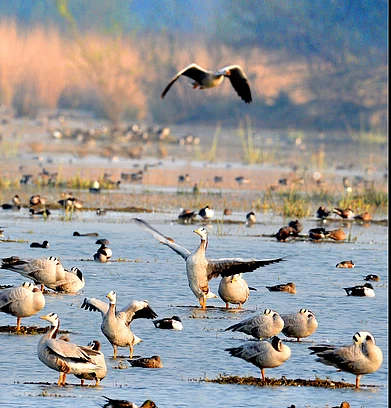 Shutterstock : Bar-headed geese in Sultanpur National Park