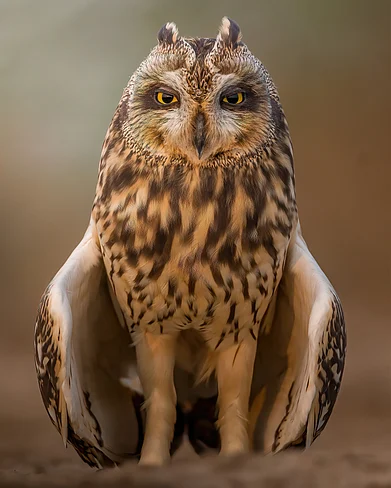 Shutterstock : A short-eared owl in the Little Rann of Kutch, Gujarat