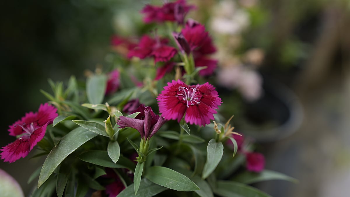 A Dianthus flower in the Patalkot Vallet