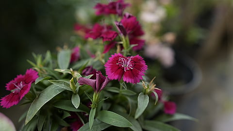 A Dianthus flower in the Patalkot Vallet