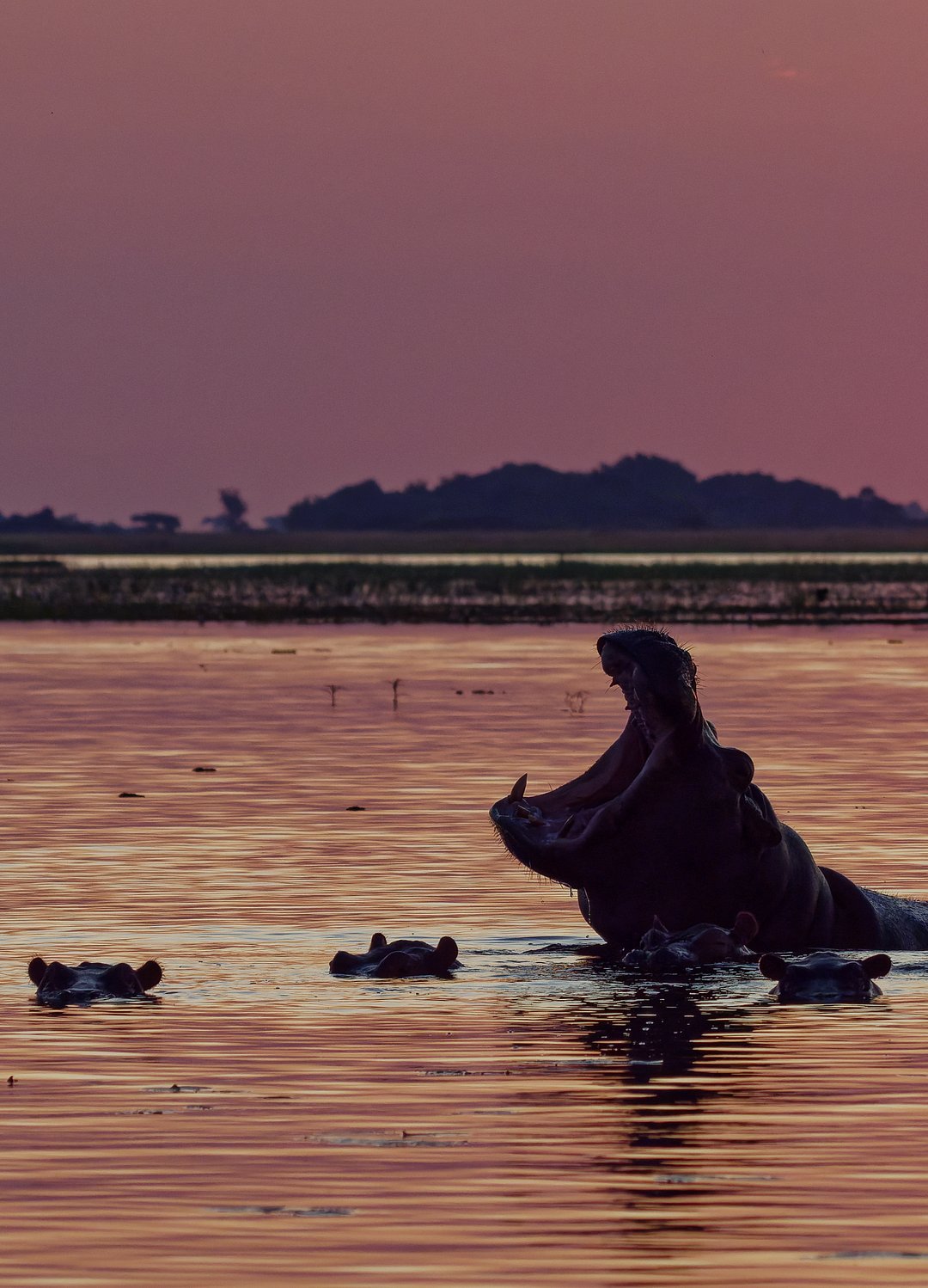 Hippopotami in Chobe National Park