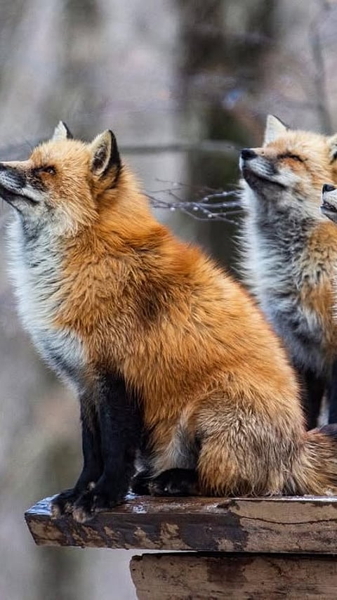 At the Zao Fox Village