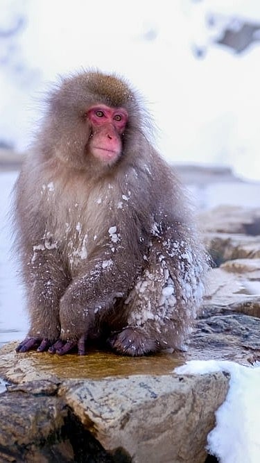 A shot of a Snow Monkey