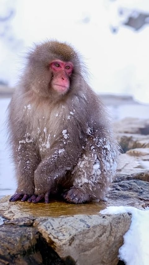 A shot of a Snow Monkey