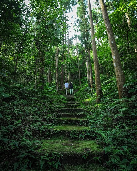 Scenes from Yakushima