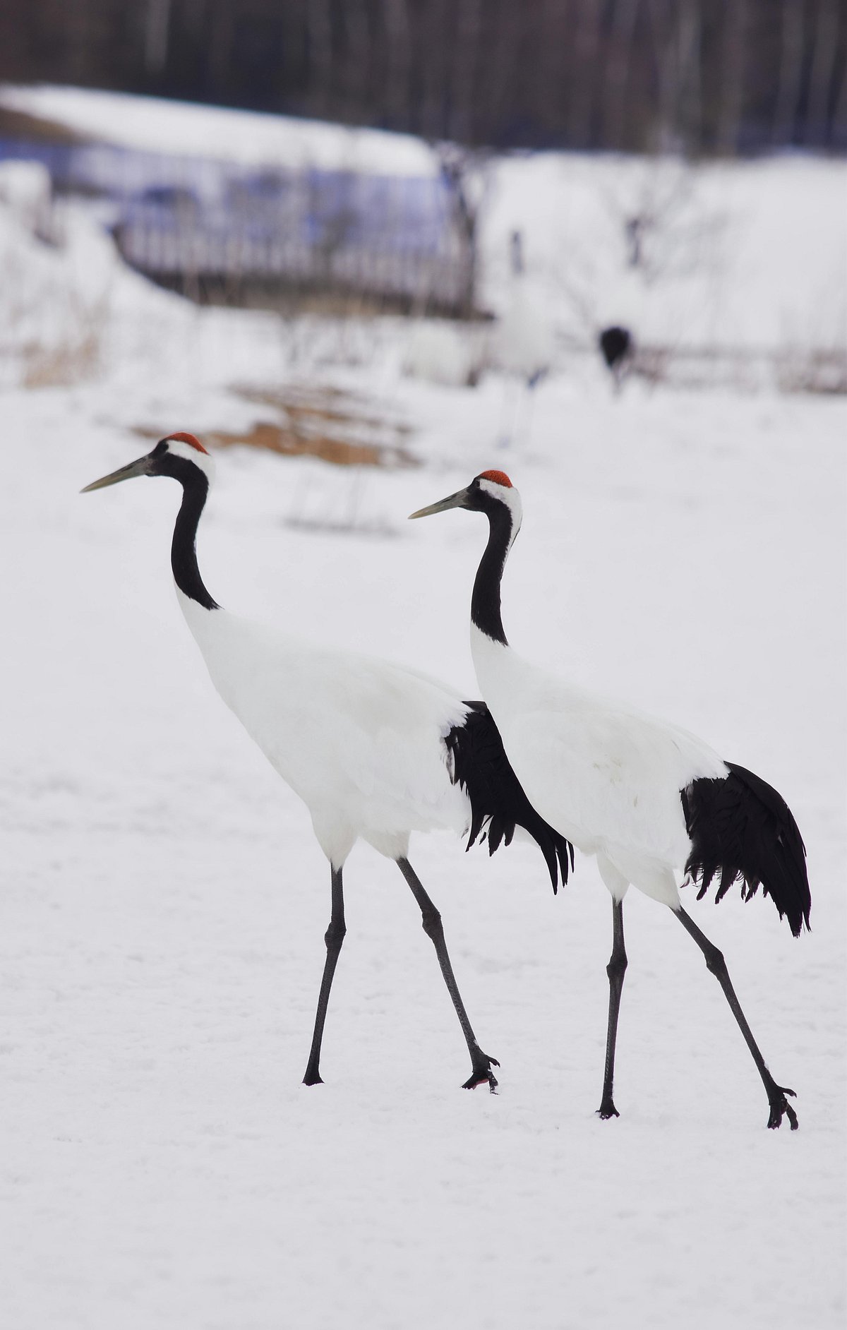 Pexels : Red-Crowned Cranes in their habitat