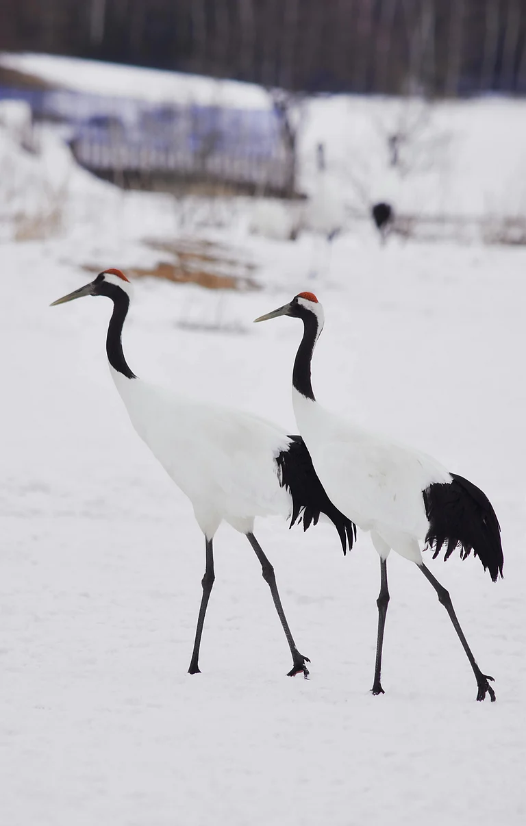 Red-Crowned Cranes in their habitat - Pexels