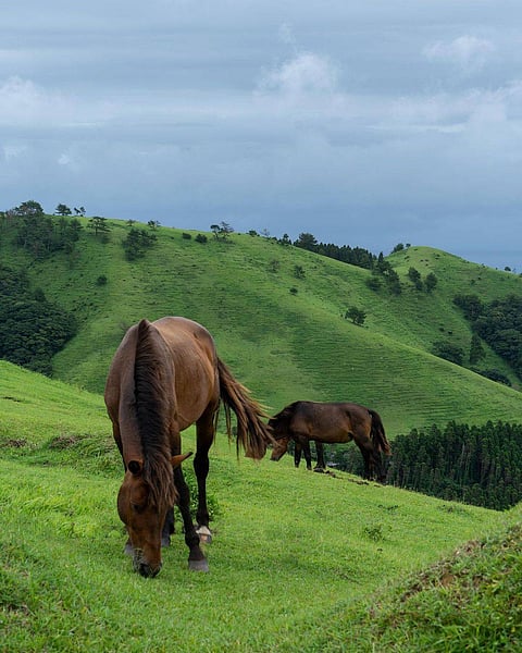 Horses at Cape Toi