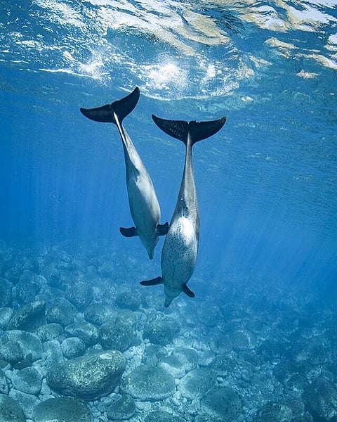 Dolphins at Mikurajima Island