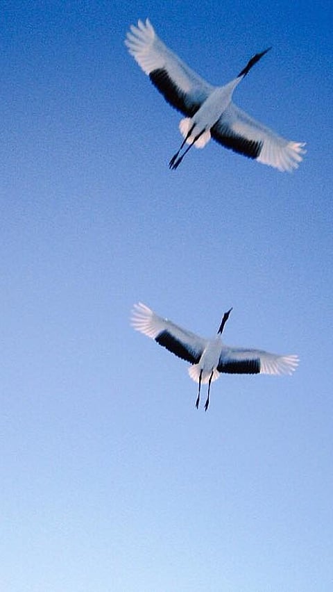 Birds at Kushiro Shitsugen National Park