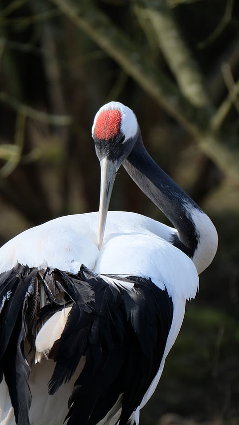 A shot of a Red-Crowned Cranes