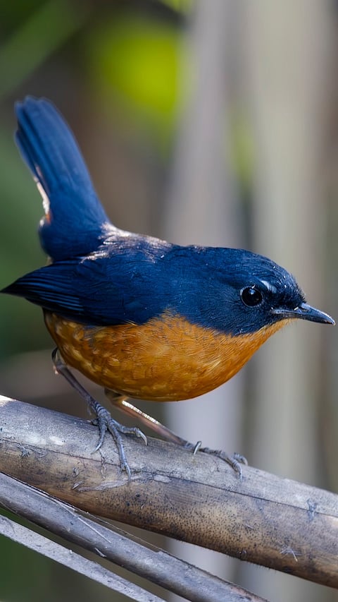 A shot of Rusty-bellied Shortwing