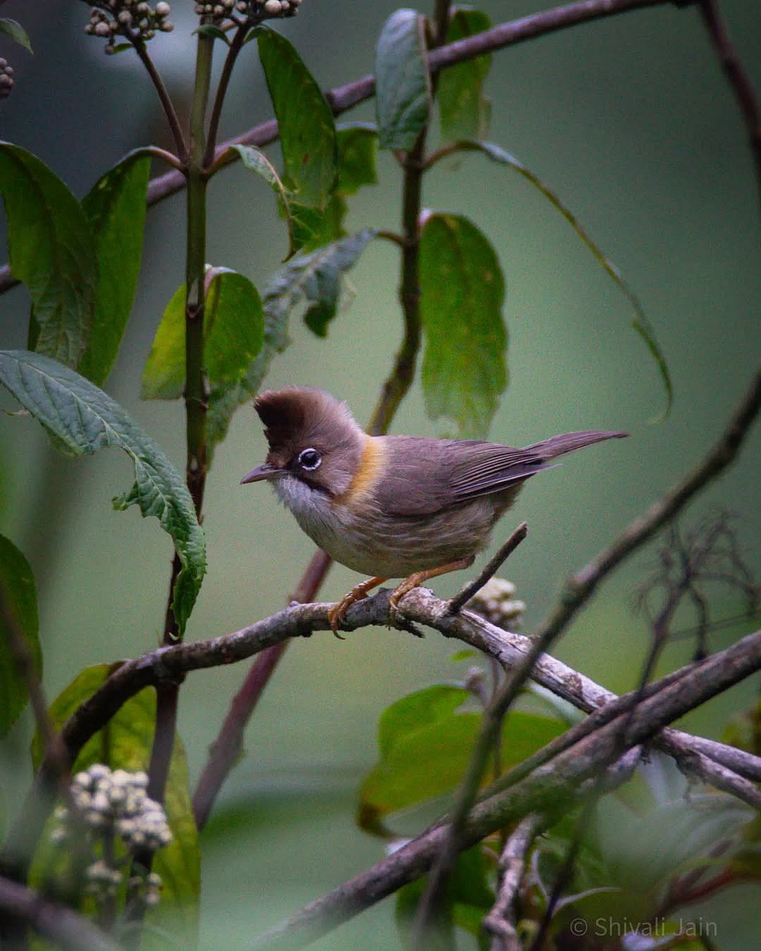 shivalijain_/instagram : A Whiskered Yuhina at Neora Valley National Park
